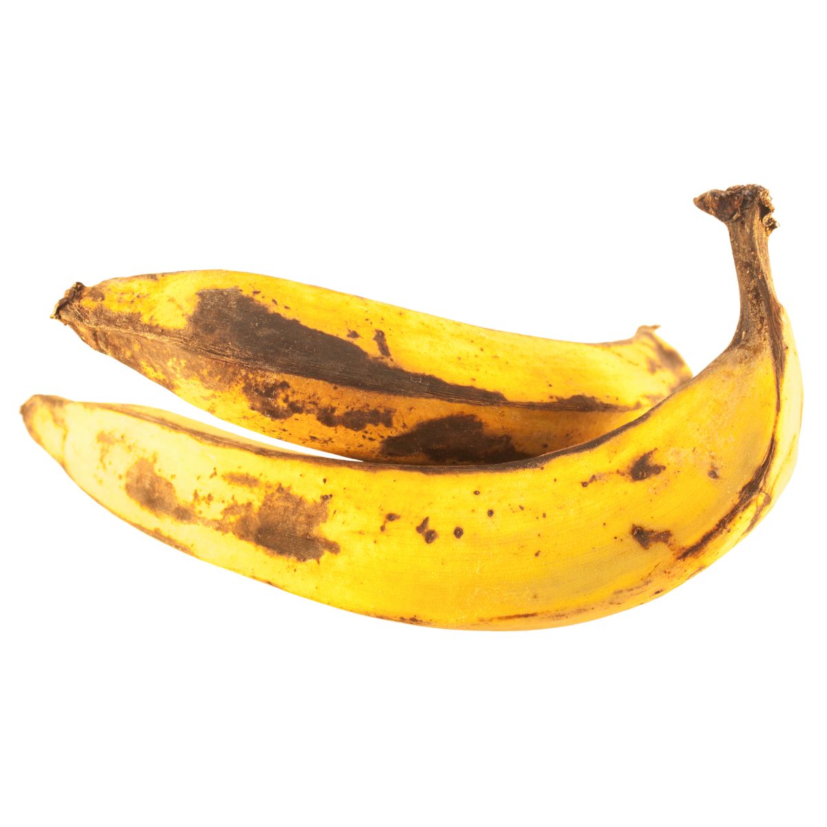 Two overripe Plantain - Each with brown spots isolated on a white background.