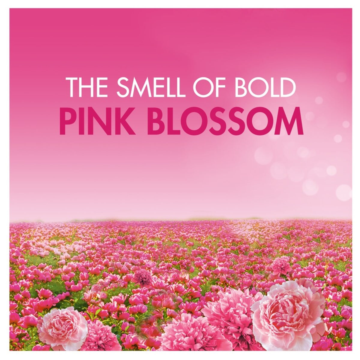 A vibrant field of pink flowers beneath a rosy sky features the words “The smell of Bold Pink Blossom” in white and pink lettering, capturing the invigorating freshness of Bold - Pink Blossom Washing Liquid Stain Removal 60 Washes (1980ml) by Bold—where optical brighteners gently enhance every vivid hue.