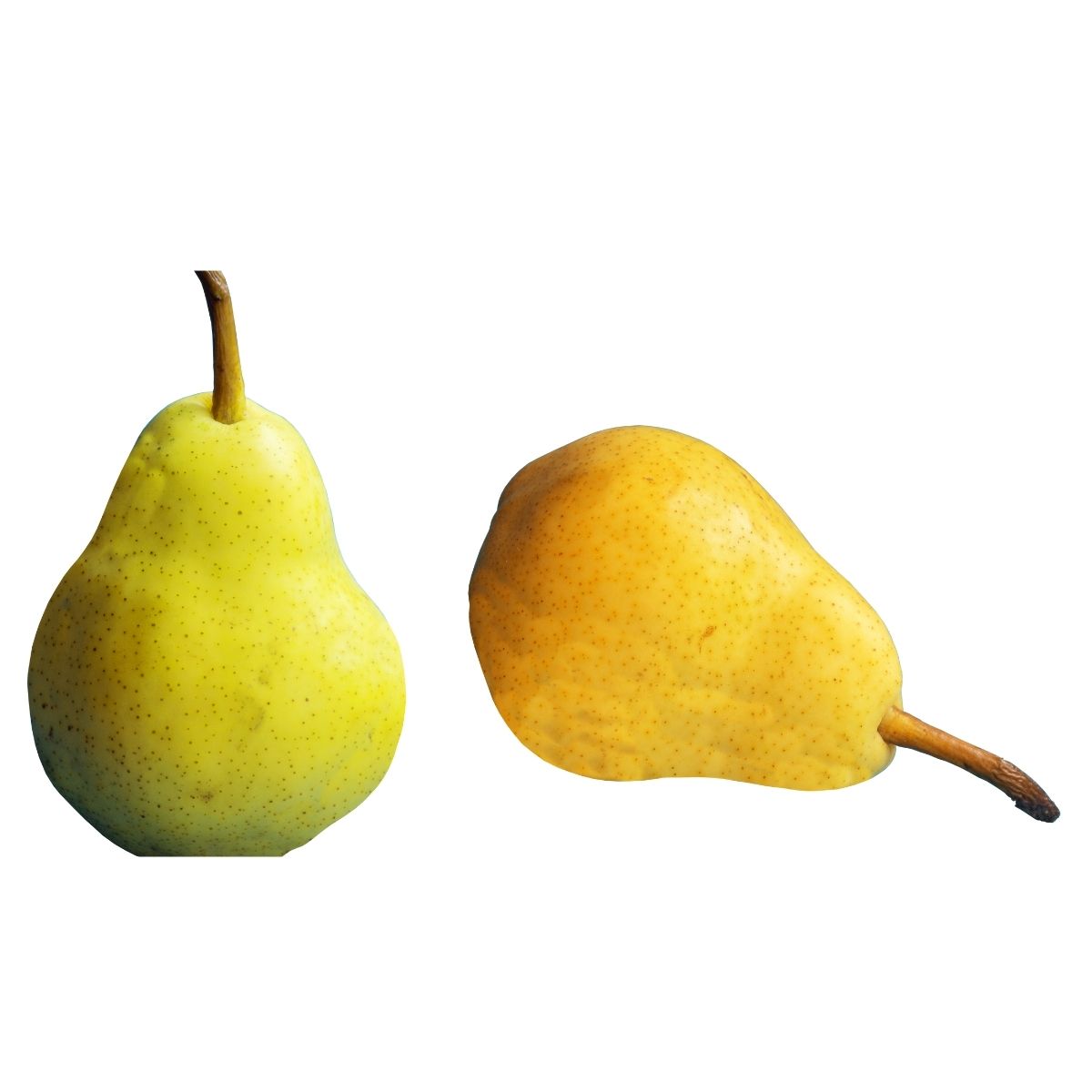 A Conferance Pear - Each is displayed against a white background; one stands upright while the other lies on its side, showcasing this fresh fruit as a perfect healthy snack.