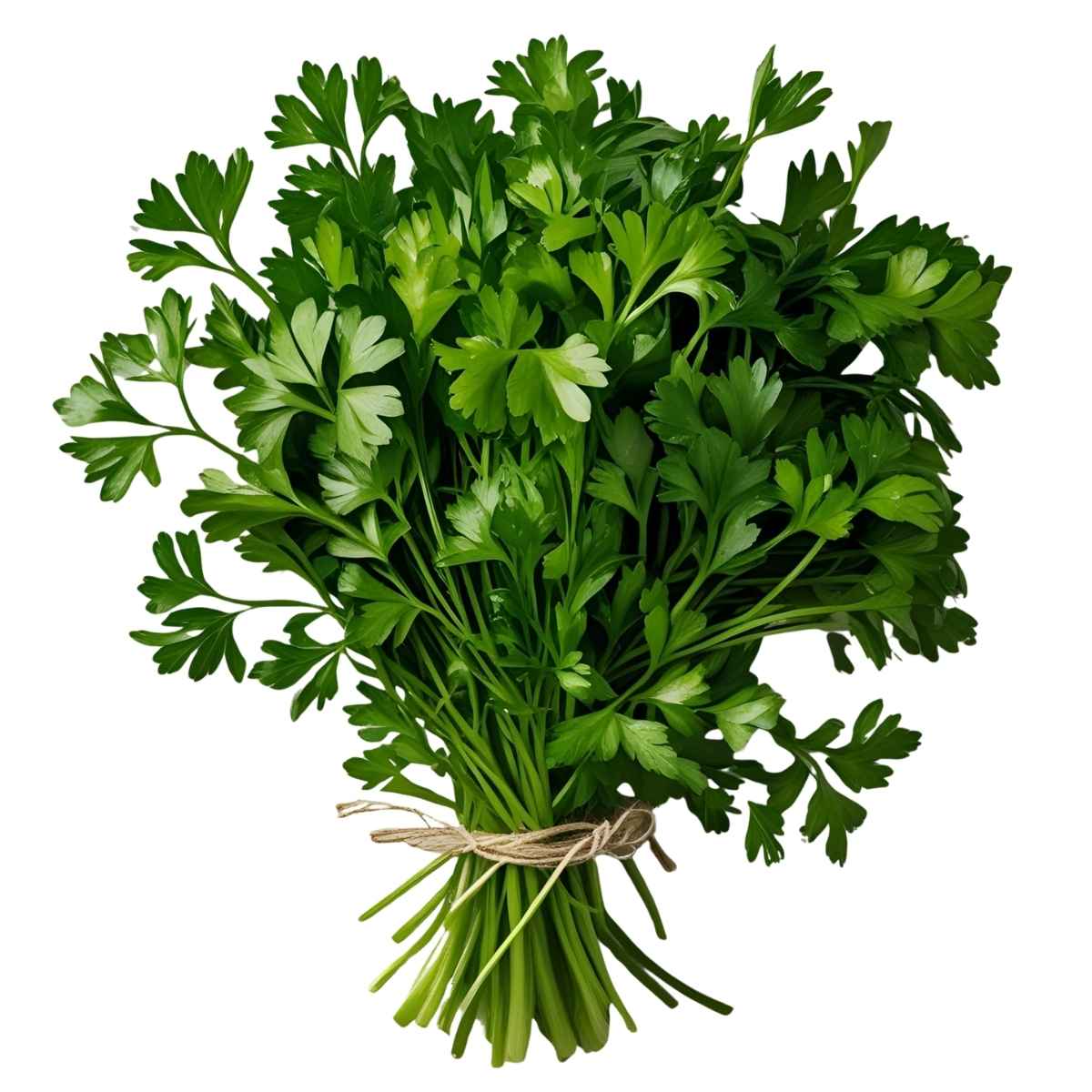 Bunch of fresh green parsley tied with twine on a white background
